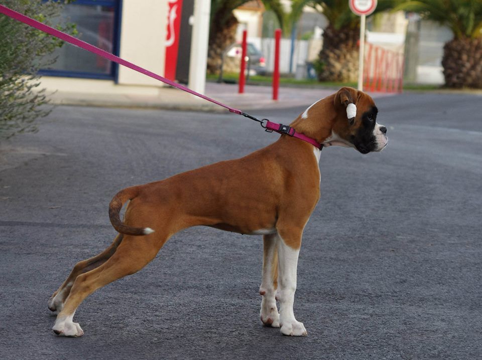 malima boxer team Laska 1