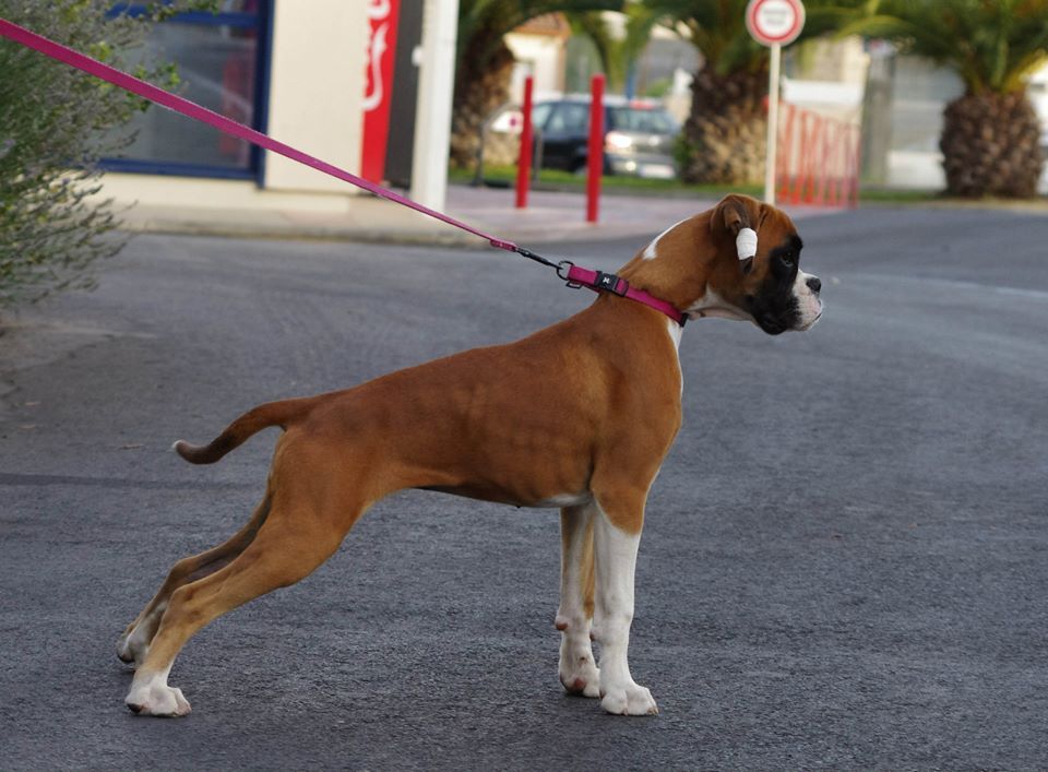 malima boxer team Laska 1