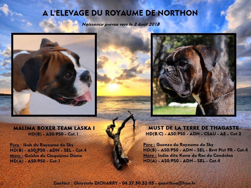 Du Royaume De Northon - Boxer - Portée née le 05/08/2018